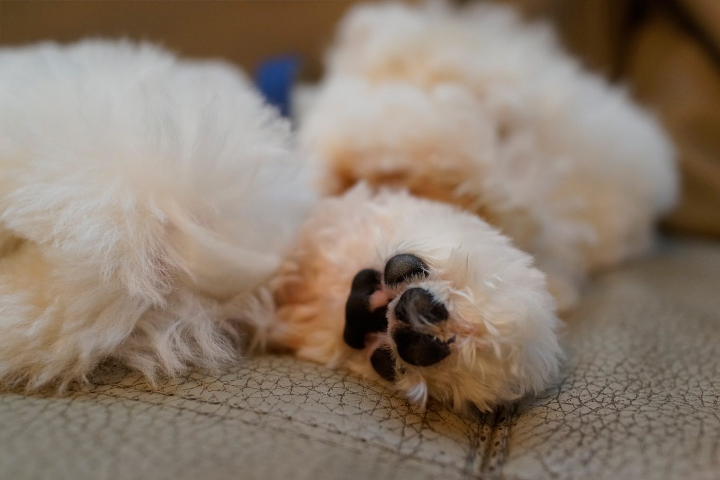 DSC-RX1 2014-09-12 21:43:36 f/2.8 1/160sec ISO-2000 35mm