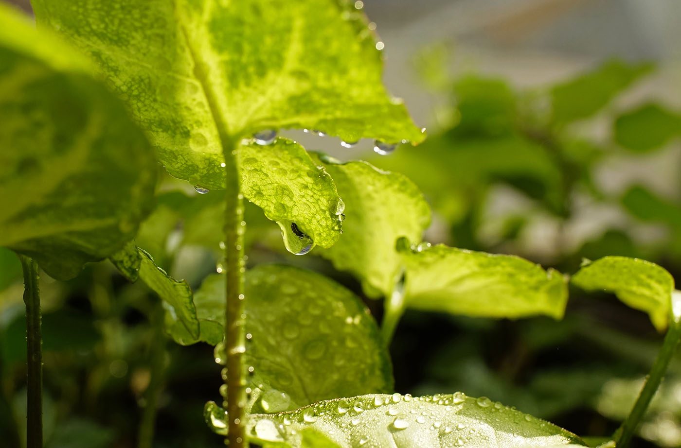  DSC-RX1 2015-12-01 15:39:56 f/6.3 1/320sec ISO-640 35mm