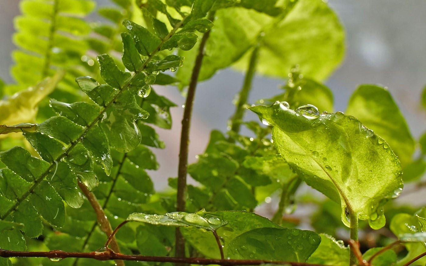  DSC-RX1 2015-12-01 15:42:59 f/6.3 1/200sec ISO-640 35mm