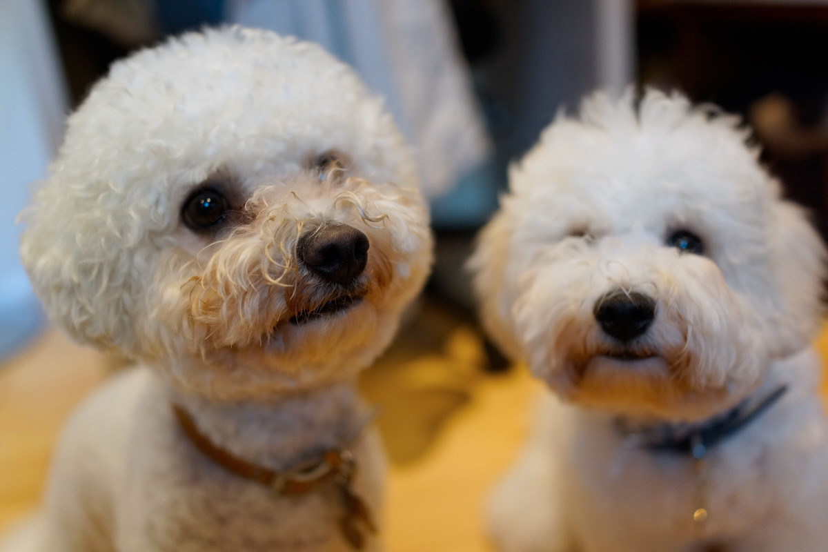   DSC-RX1  2014-08-12 17:16:56  f/2 1/160sec ISO-1250 35mm