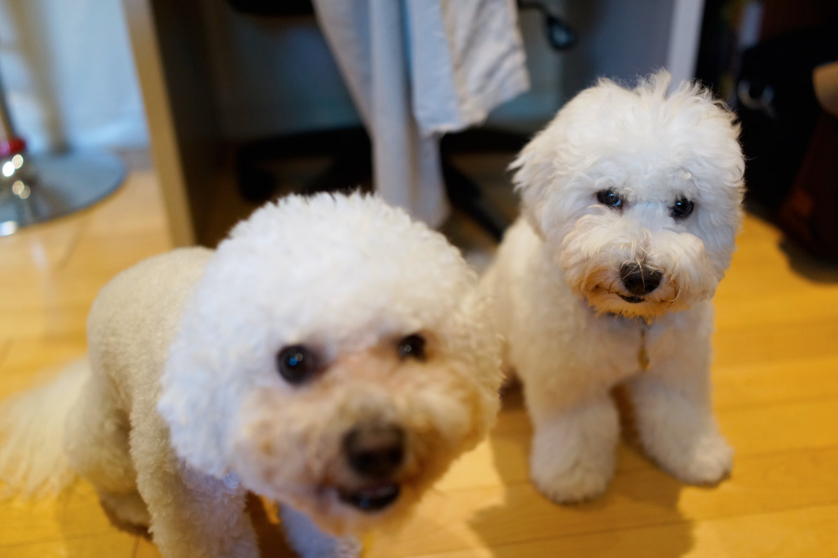   DSC-RX1  2014-08-12 17:17:46  f/2 1/160sec ISO-1000 35mm