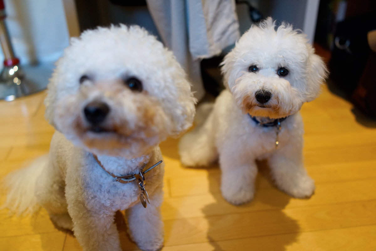   DSC-RX1  2014-08-12 17:17:56  f/2 1/160sec ISO-1000 35mm