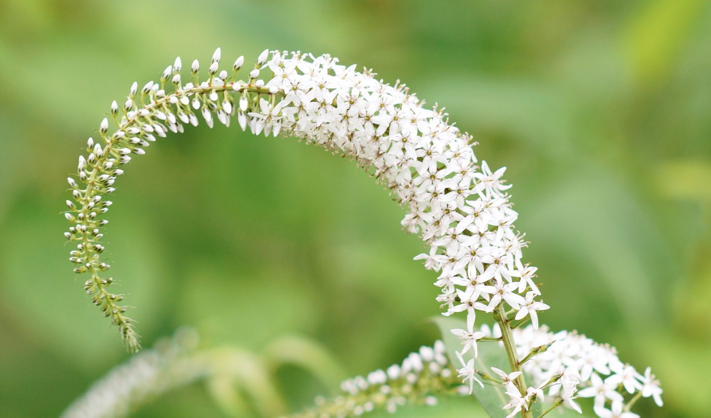 ILCE-7R 2016-06-12 16:07:18 f/3.2 1/100sec ISO-320 135mm