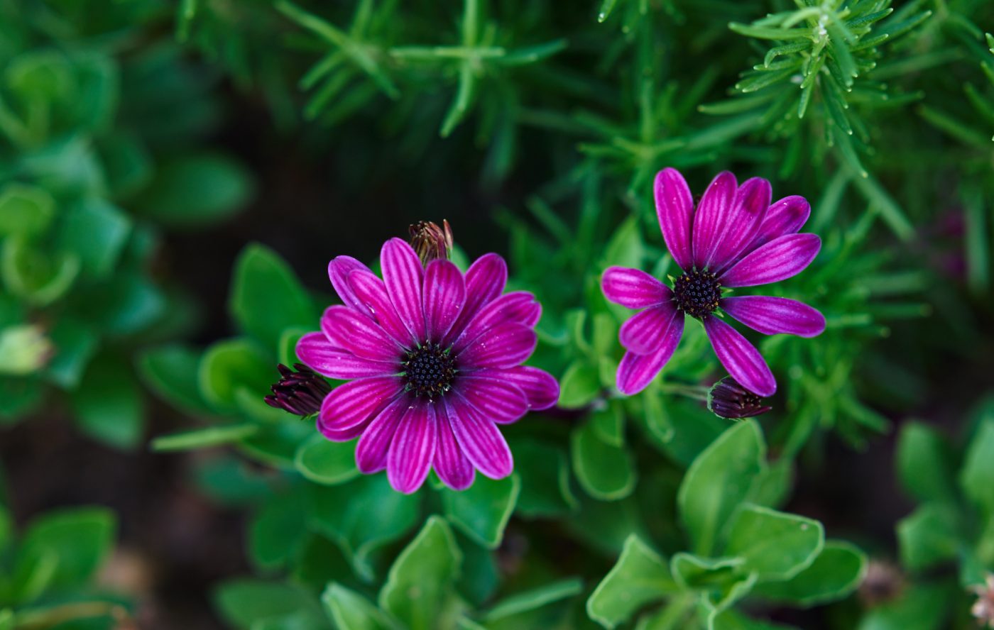 ILCE-7R 2016-06-12 16:34:35 f/2.8 1/125sec ISO-320 135mm