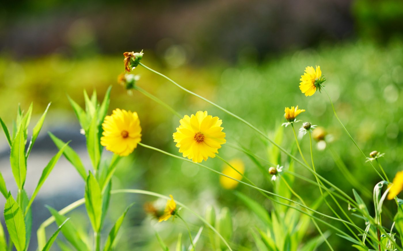 ILCE-7R 2016-06-12 17:17:17 f/2.8 1/1000sec ISO-400 135mm