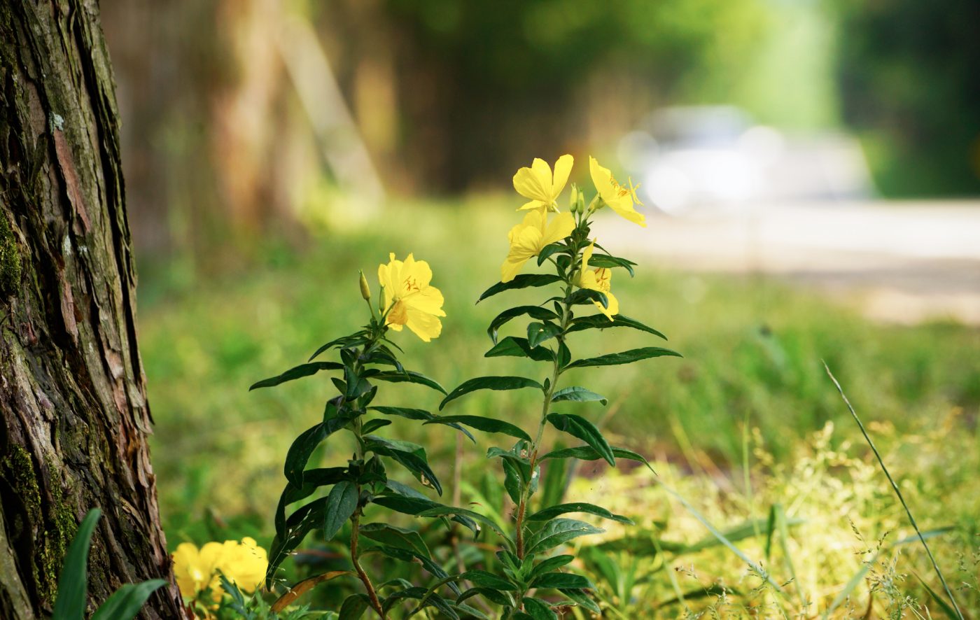  ILCE-7R 2016-06-18 09:56:01 f/7.1 1/500sec ISO-400 200mm