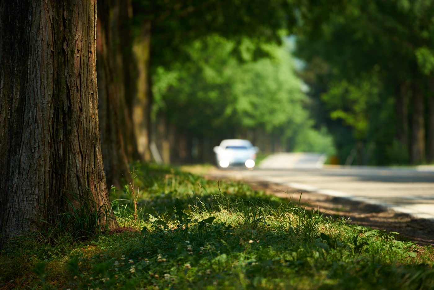  ILCE-7R 2016-06-18 10:13:50 f/4.5 1/1000sec ISO-400 200mm