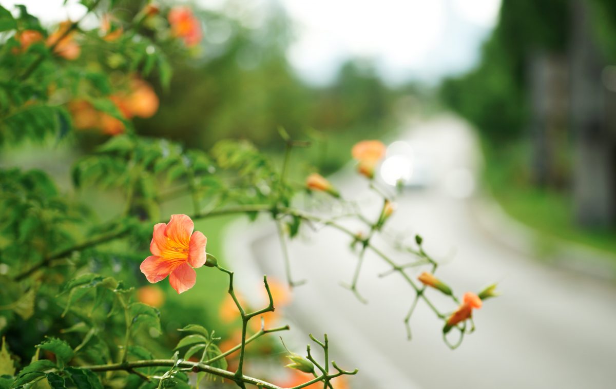  ILCE-7R 2016-07-02 17:05:51 f/4 1/1250sec ISO-250 109mm