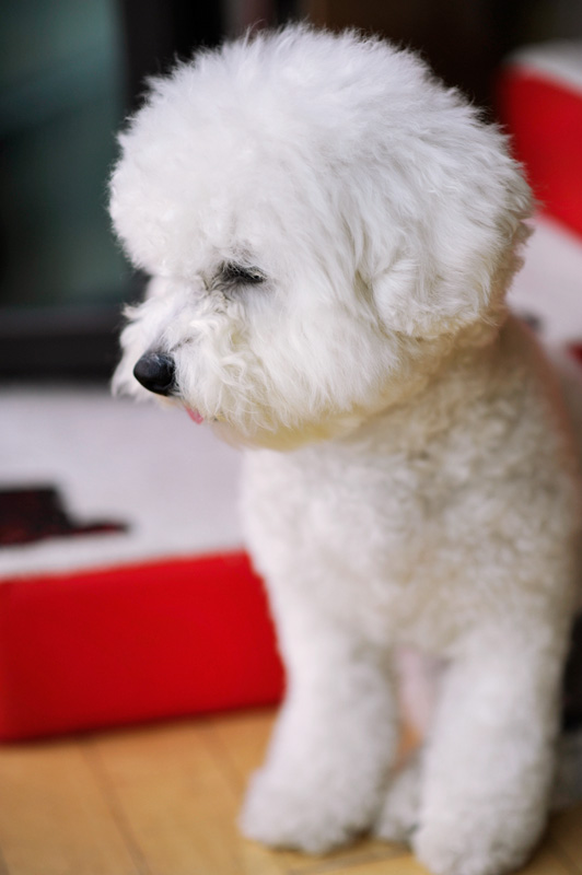 NIKON D700 2012-06-09 16:48:22 f/2 1/1250sec ISO-400 85mm