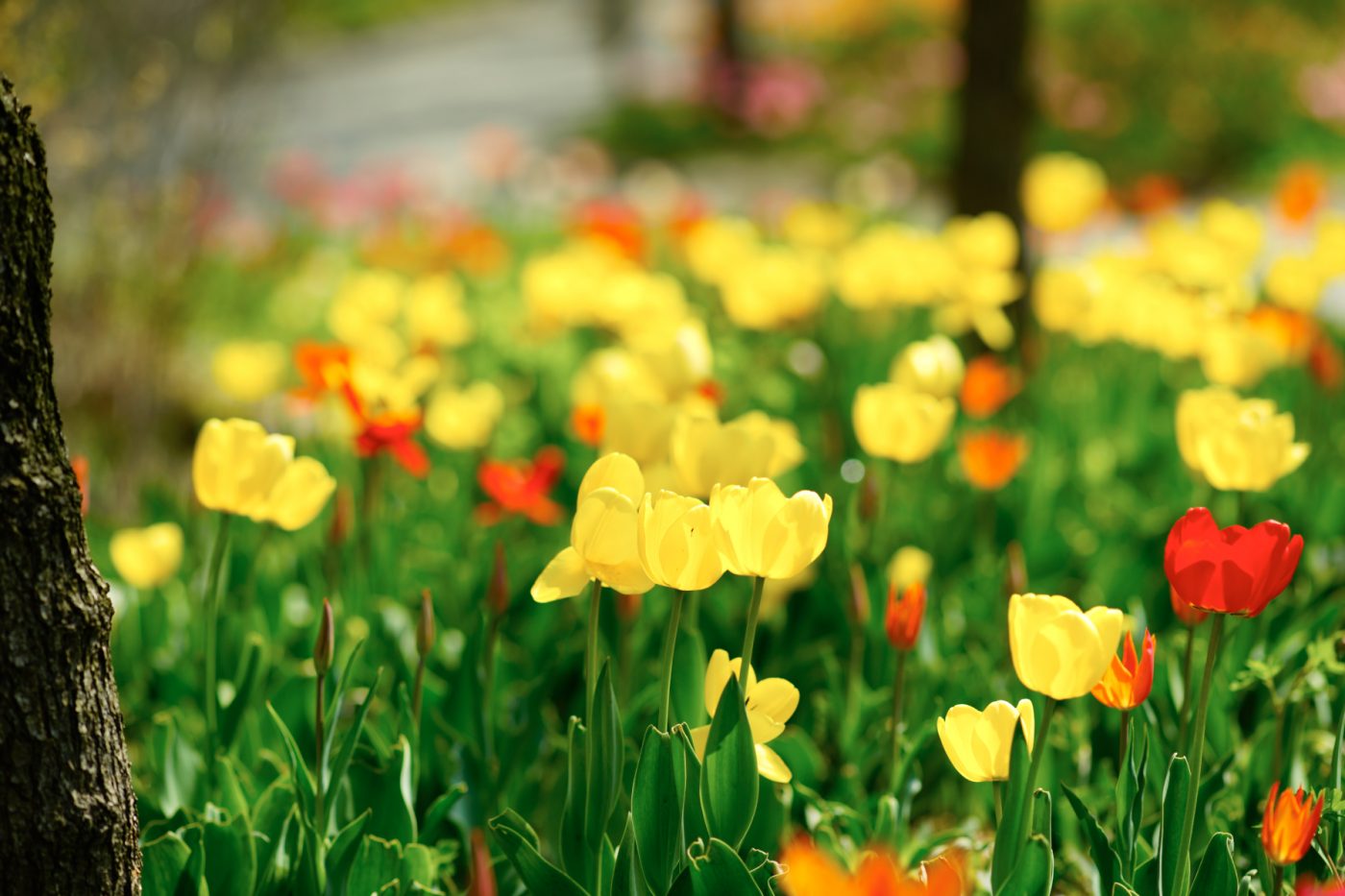   ILCE-7R  2016-04-15 11:09:51  f/2.8 1/500sec ISO-50 135mm