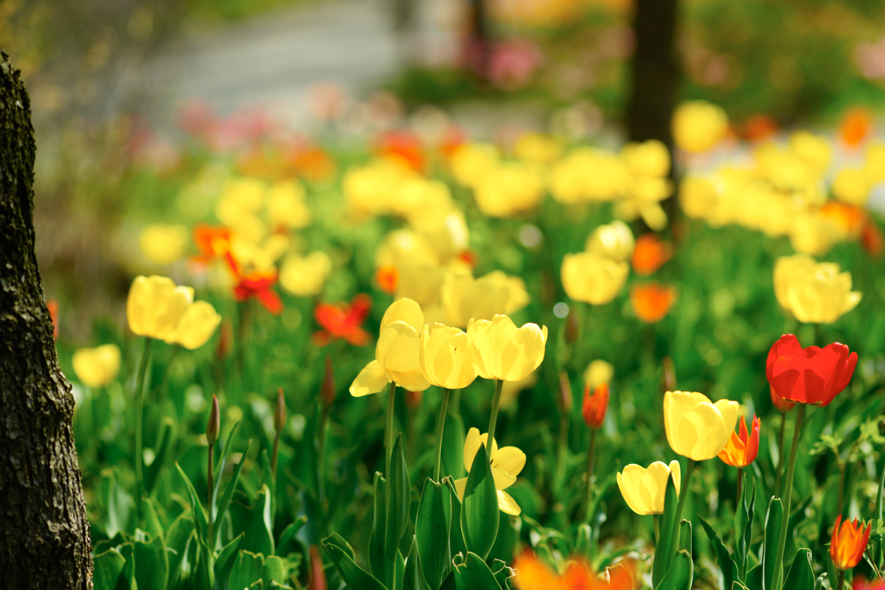   ILCE-7R  2016-04-15 11:09:51  f/2.8 1/500sec ISO-50 135mm