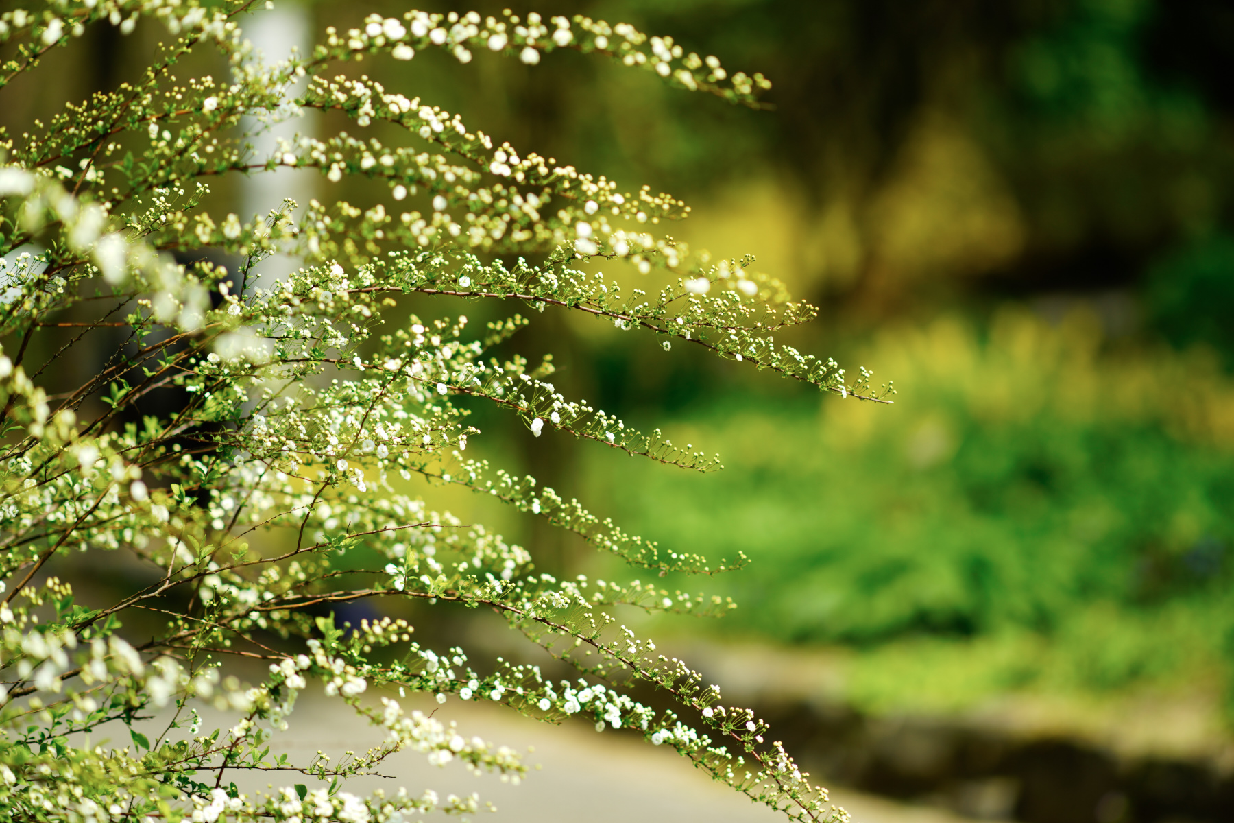   ILCE-7R  2016-04-15 12:22:01  f/2 1/1000sec ISO-50 135mm