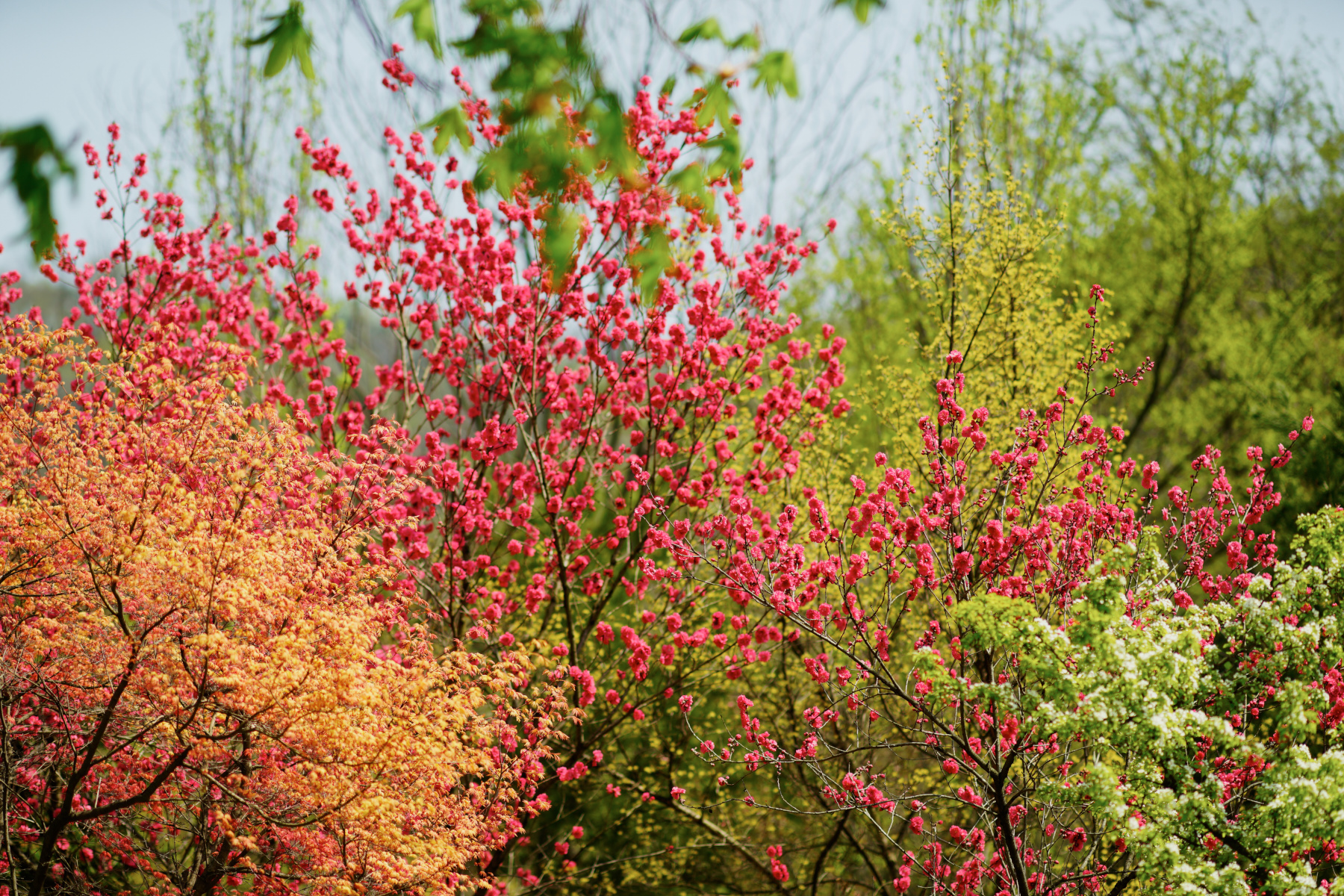   ILCE-7R  2016-04-15 13:03:30  f/2 1/2000sec ISO-100 135mm