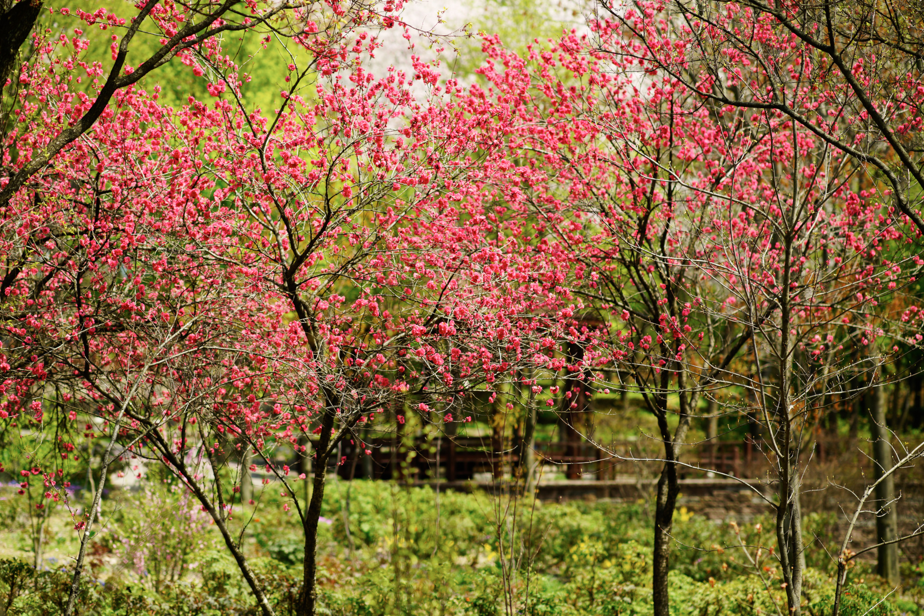   ILCE-7R  2016-04-15 13:17:52  f/2.5 1/1000sec ISO-100 135mm