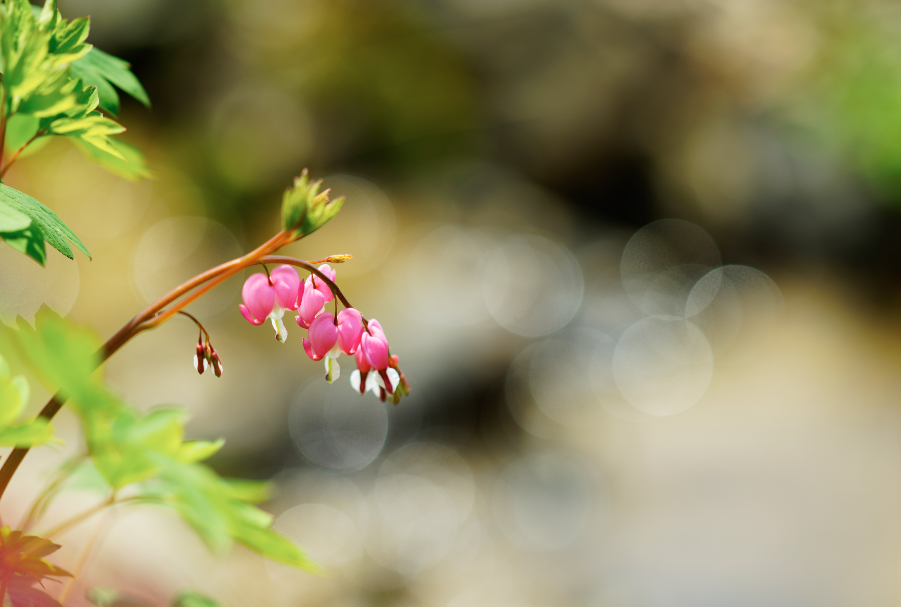   ILCE-7R  2016-04-15 13:30:33  f/2.5 1/500sec ISO-100 135mm