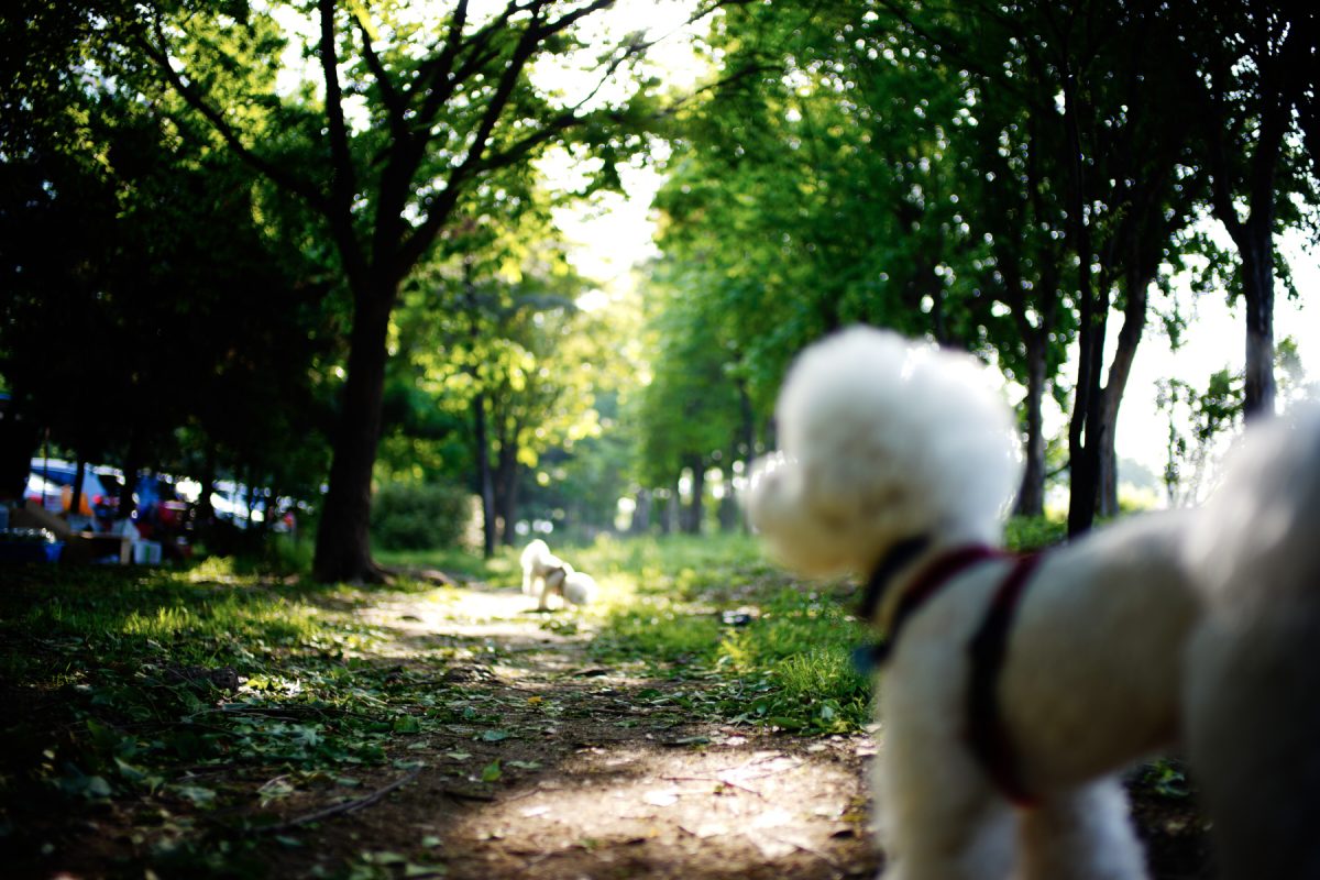 ILCE-7R 2016-05-05 07:43:25 1/320sec ISO-64