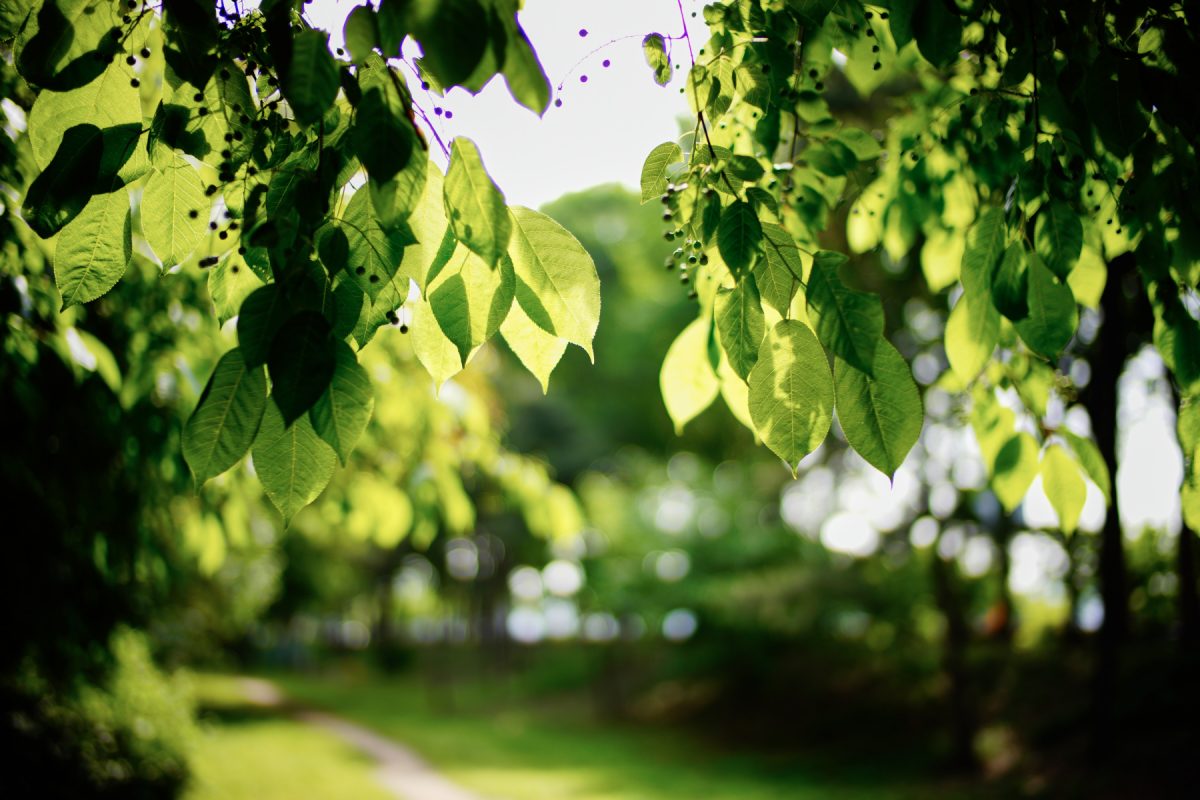 ILCE-7R 2016-05-05 09:36:30 1/800sec ISO-64