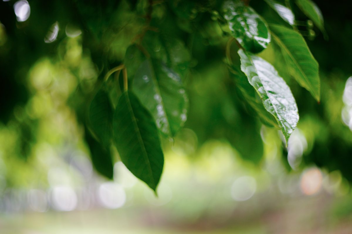 ILCE-7R 2016-05-06 14:06:38 1/200sec ISO-400