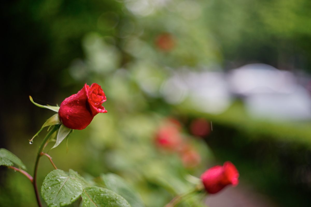 ILCE-7R 2016-05-06 14:23:20 1/400sec ISO-400