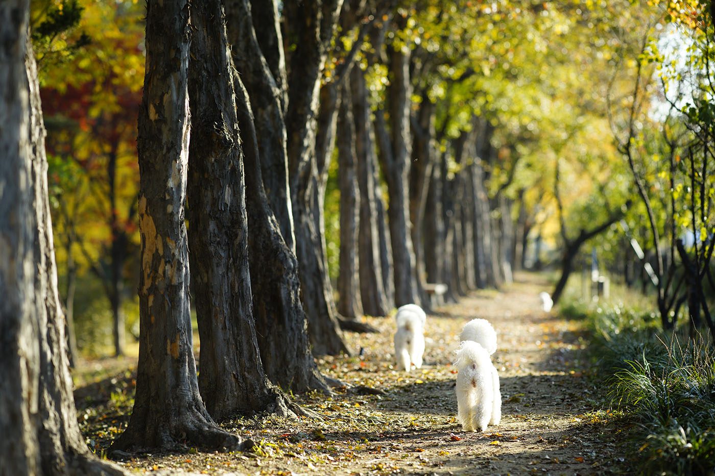 ILCE-7R 2015-11-12 08:25:12 f/2.8 1/640sec ISO-320 135mm