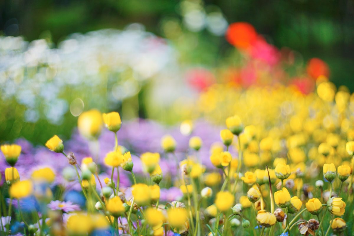 ILCE-7R 2016-05-07 18:11:22 1/640sec ISO-200