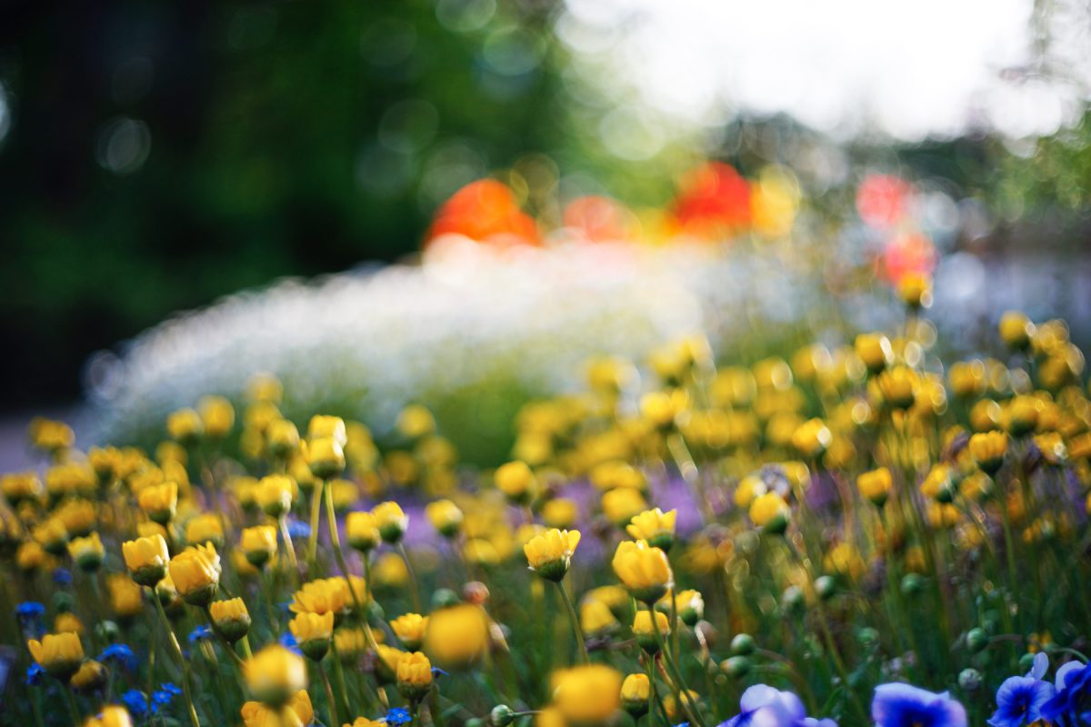 ILCE-7R 2016-05-07 18:17:57 1/1000sec ISO-200