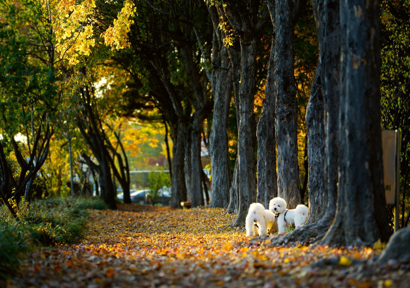   ILCE-7R  2015-11-17 16:42:19  f/4 1/125sec ISO-250 116mm