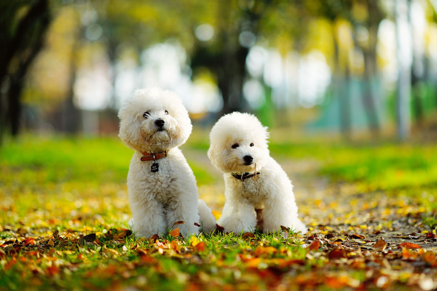   ILCE-7R  2015-11-21 09:02:40  f/2 1/500sec ISO-100 135mm