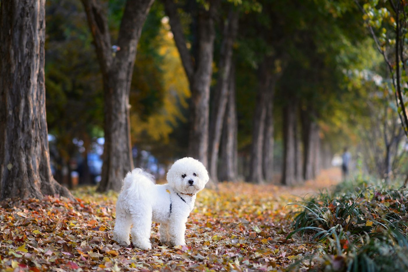 Young B. Kim NIKON D800 2013-11-03 22:42:20 AiMHi(c) 2013 f/2.5 1/160sec ISO-320 85mm