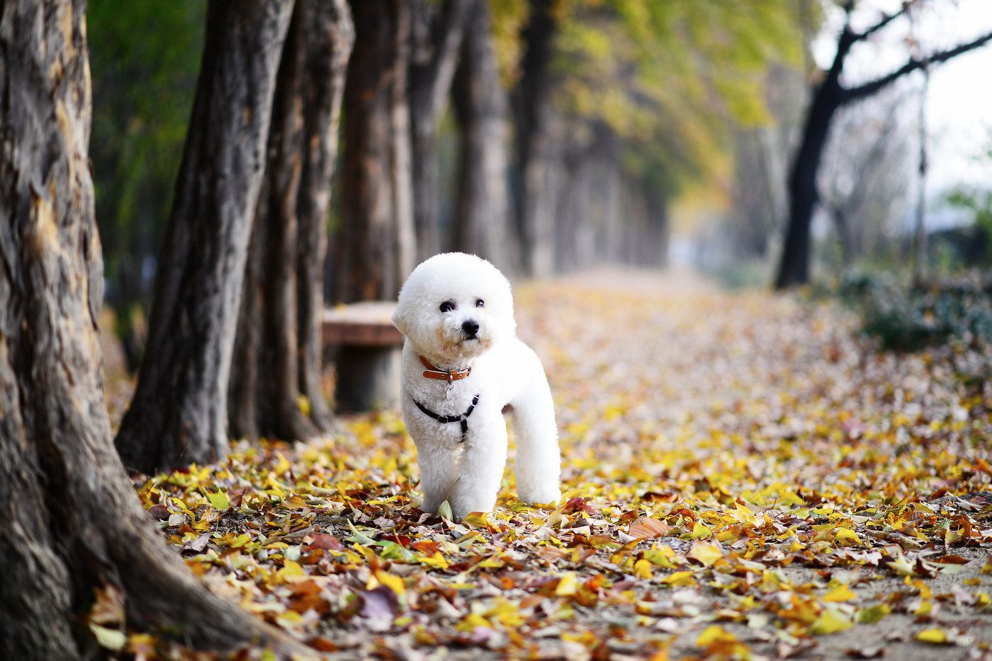  Young B. Kim NIKON D800 2013-11-24 08:02:32 AiMHi(c) 2013 f/1.8 1/250sec ISO-250 85mm