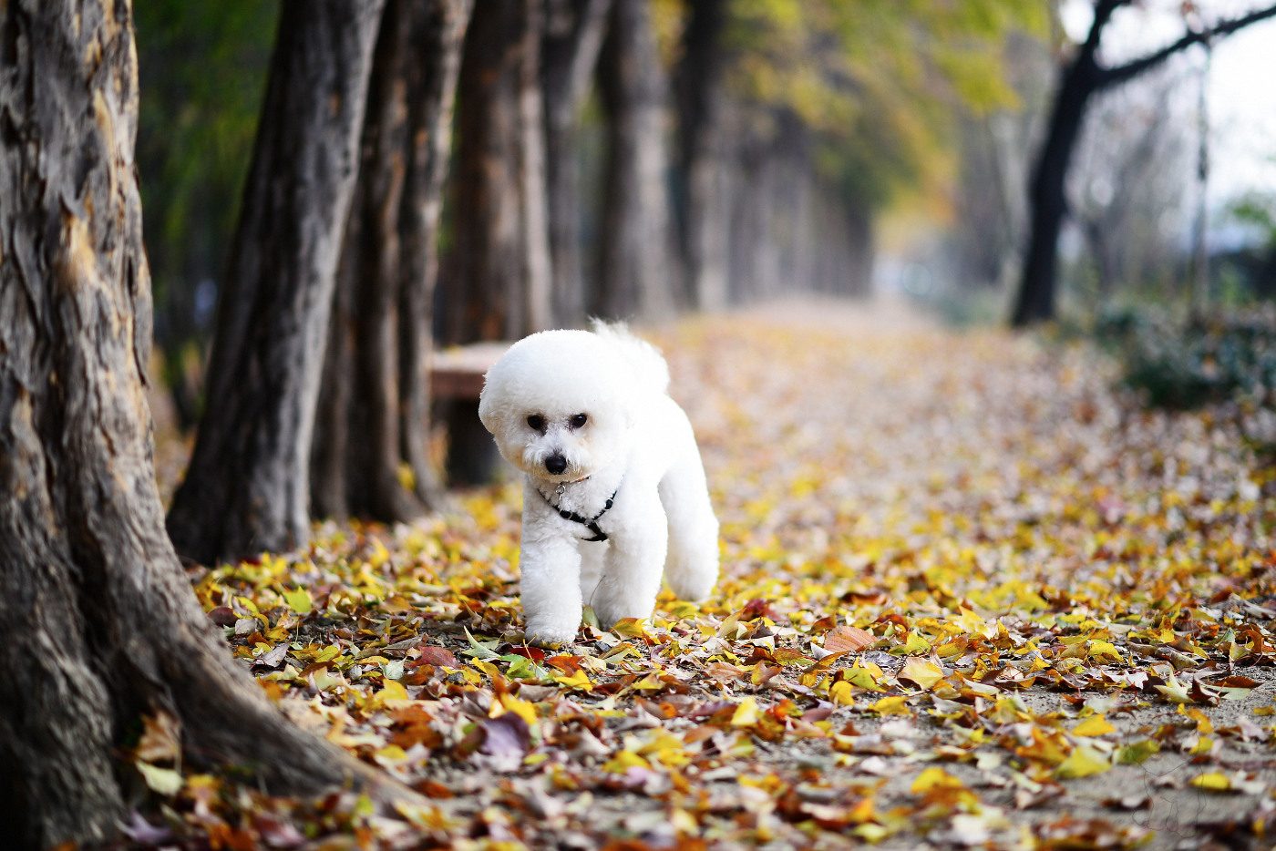  Young B. Kim NIKON D800 2013-11-24 08:02:37 AiMHi(c) 2013 f/1.8 1/250sec ISO-250 85mm