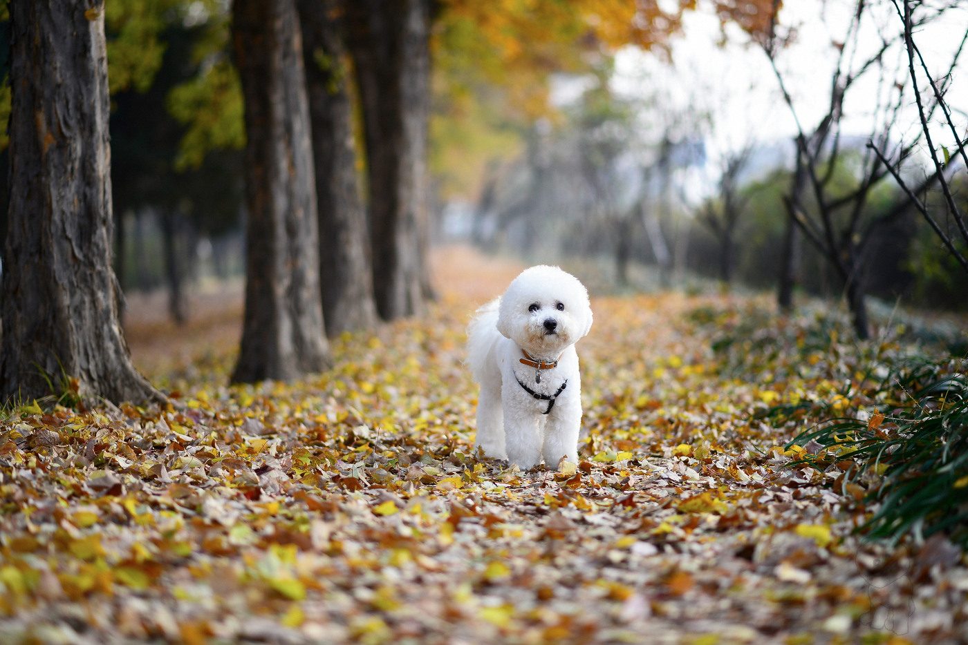  Young B. Kim NIKON D800 2013-11-24 08:04:30 AiMHi(c) 2013 f/1.8 1/320sec ISO-250 85mm
