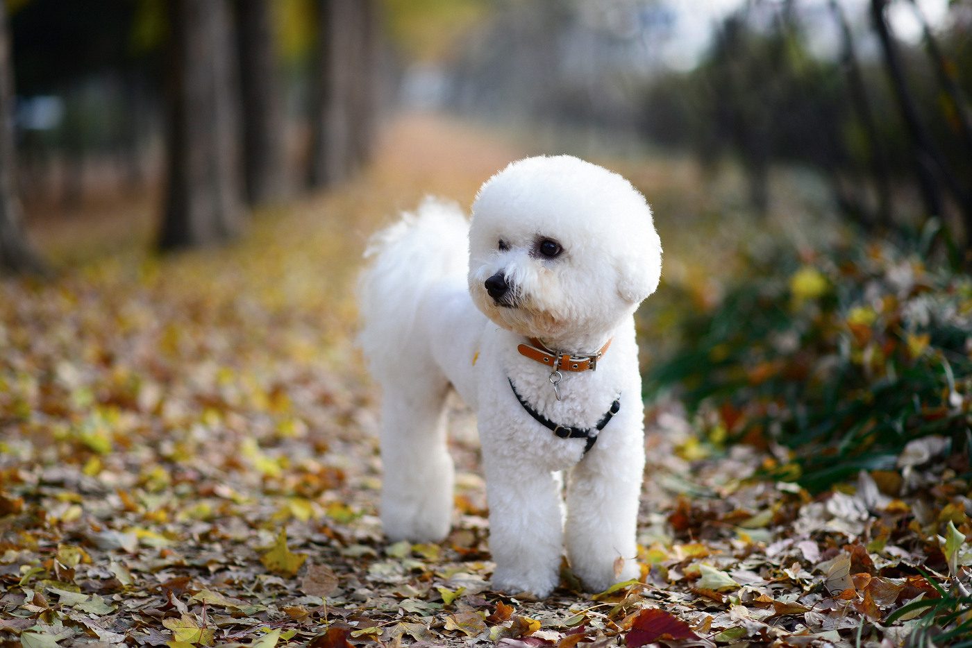  Young B. Kim NIKON D800 2013-11-24 08:04:50 AiMHi(c) 2013 f/1.8 1/320sec ISO-250 85mm