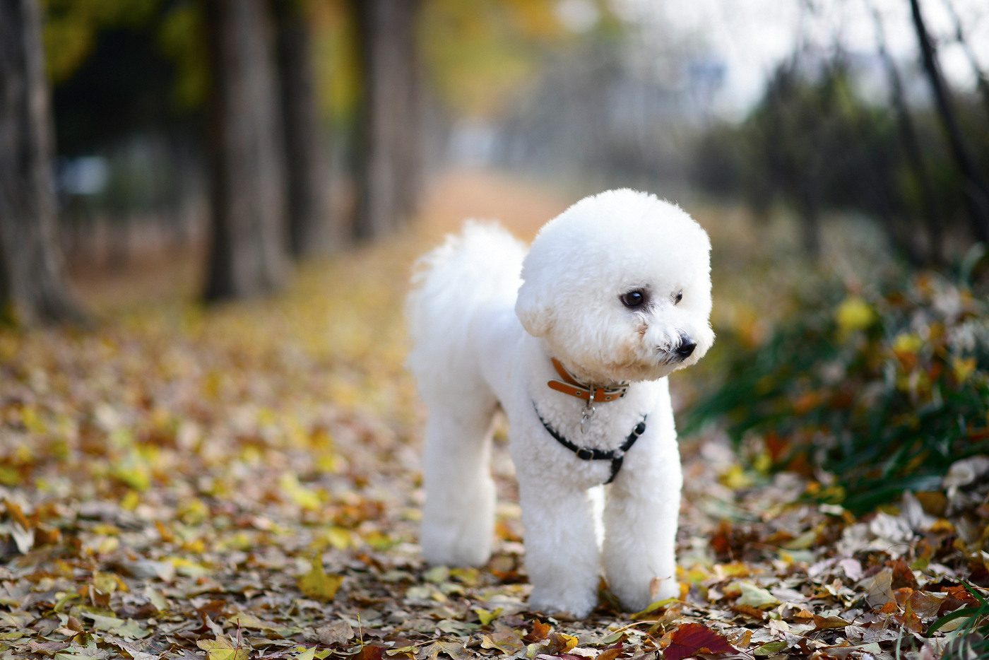  Young B. Kim NIKON D800 2013-11-24 08:04:54 AiMHi(c) 2013 f/1.8 1/320sec ISO-250 85mm