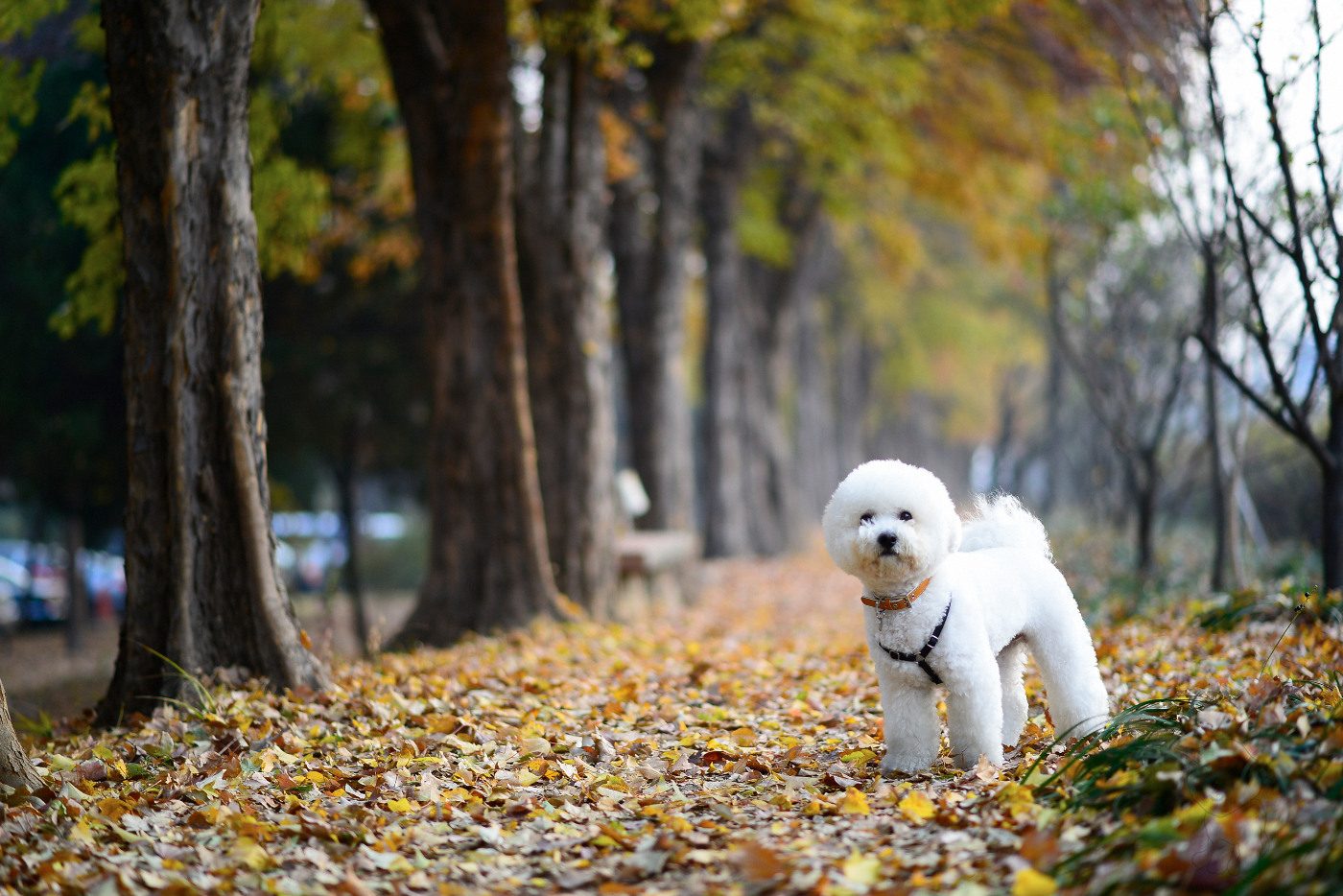 Young B. Kim NIKON D800 2013-11-24 08:07:08 AiMHi(c) 2013 f/1.8 1/250sec ISO-250 85mm