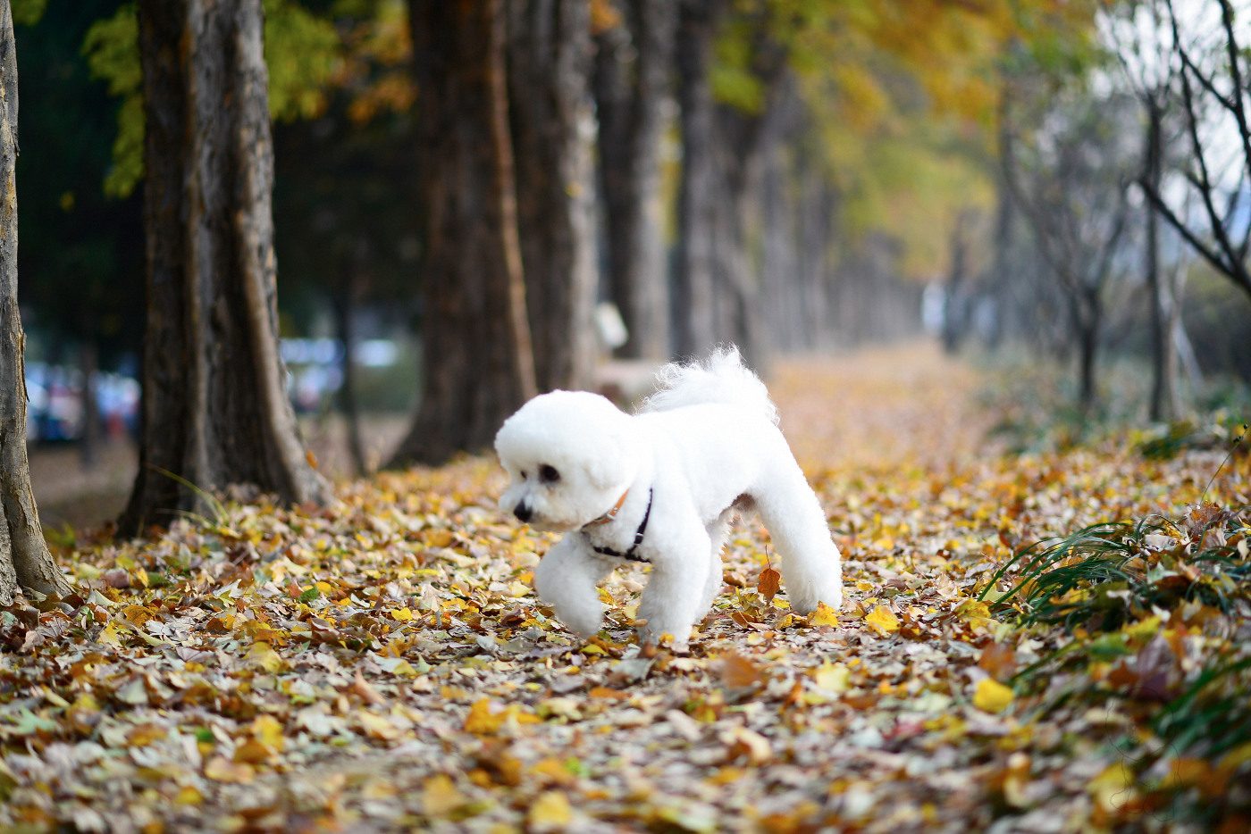  Young B. Kim NIKON D800 2013-11-24 08:07:12 AiMHi(c) 2013 f/1.8 1/250sec ISO-250 85mm
