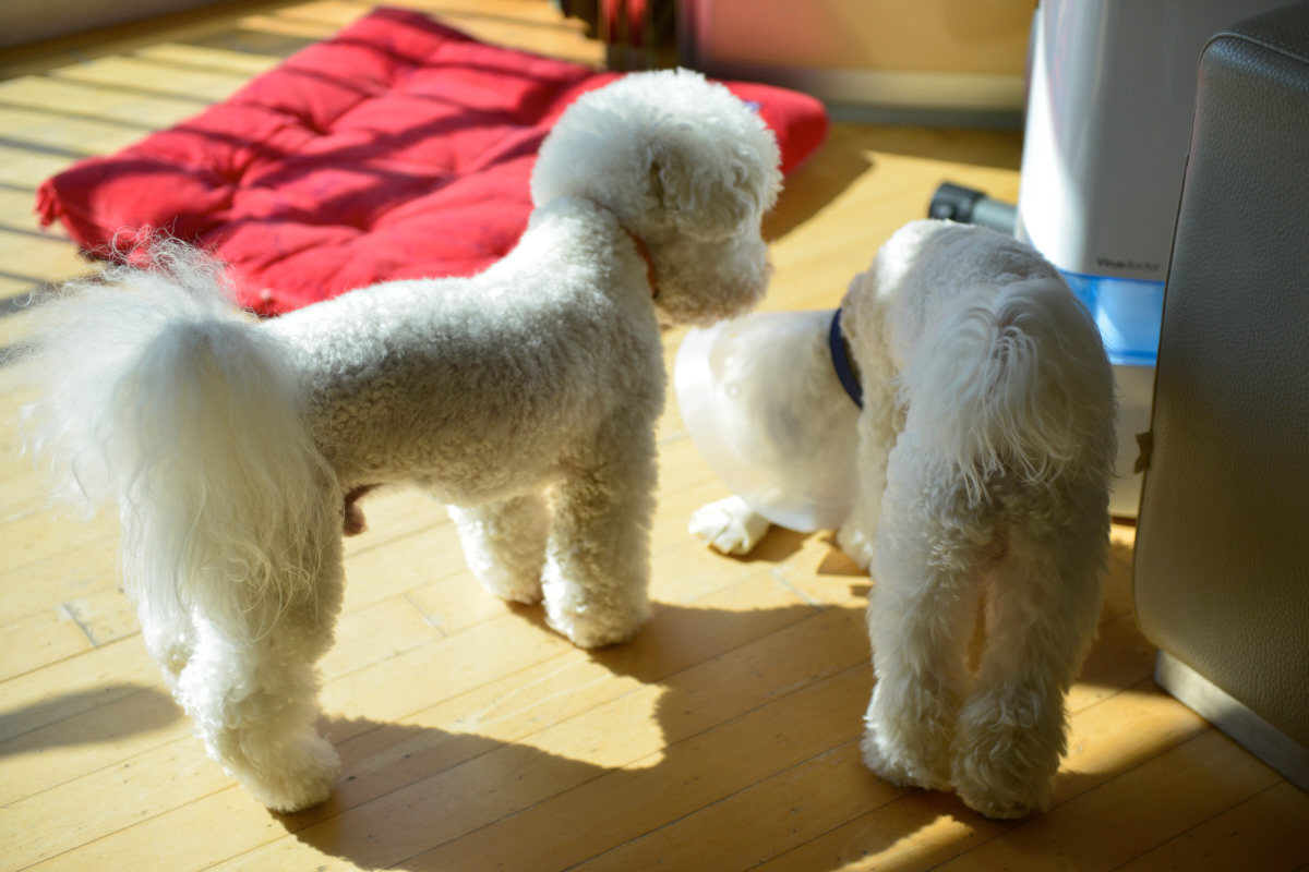 NIKON D800 2014-10-04 10:33:06 f/2.8 1/2500sec ISO-400 62mm