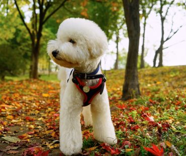 2014.10.25 앤디와 토비