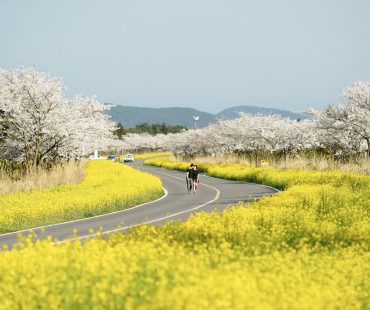 녹산로 유채꽃길