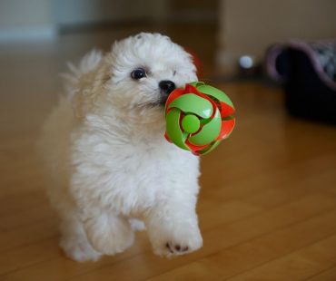 앤디 강아지 시절