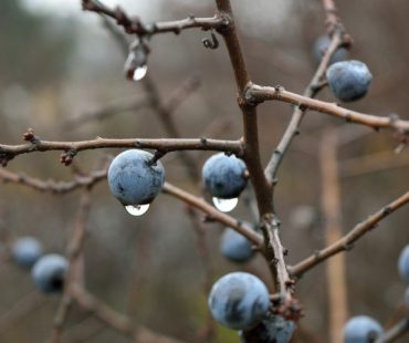 A long-waited perfect harmony