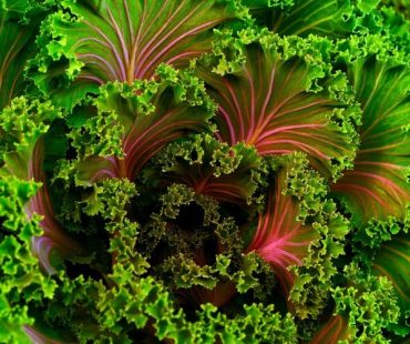 This new optics makes perfect close focus pictures